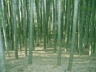 竹林公園の写真