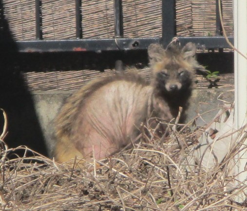 毛の抜けたタヌキ（疥癬症）