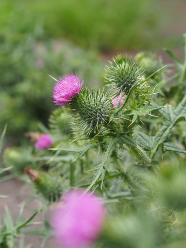 アメリカオニアザミ画像