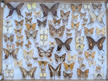 昆虫標本（チョウ）