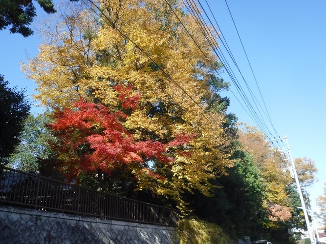 氷川神社の紅葉3
