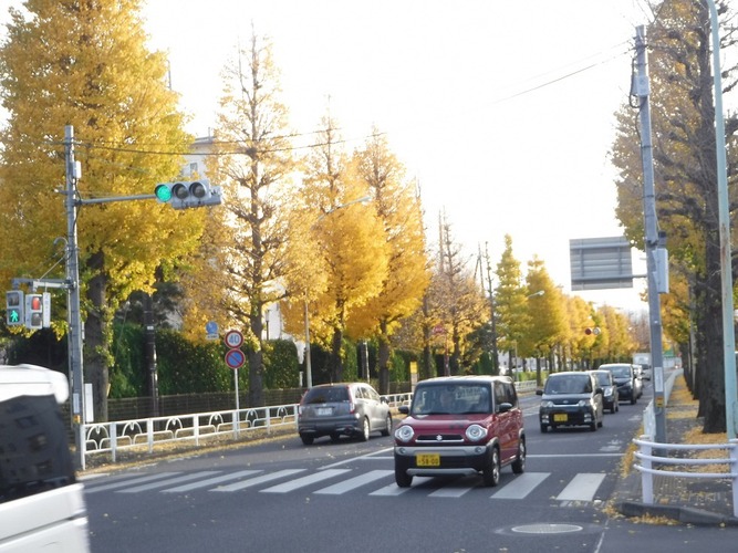 滝山団地のイチョウ並木（1）