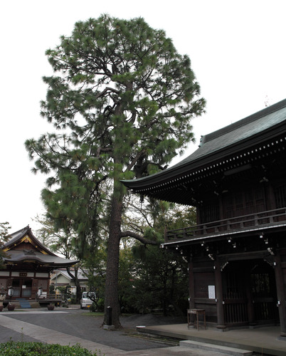 ダイオウショウ