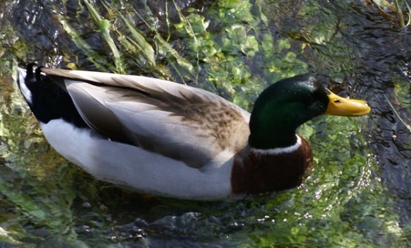 かるがもの写真