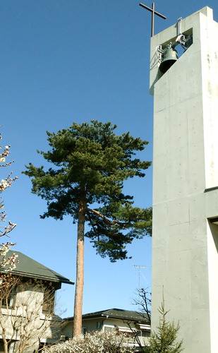 氷川台グレゴリオ敷地内　アカマツ　現在は伐採されています