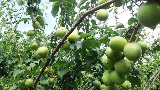 梅が木に実っている画像