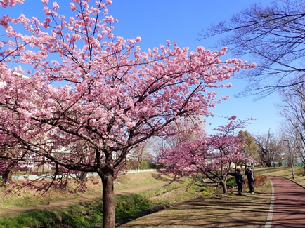 カワヅザクラ（2）