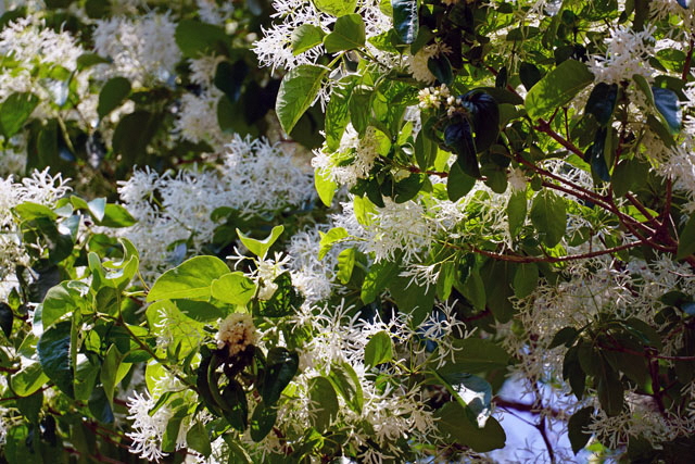 ナンジャモンジャ