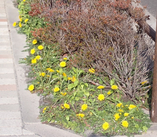 セイヨウタンポポ（1）