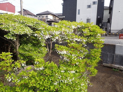 幸町3丁目付近のツツジの写真