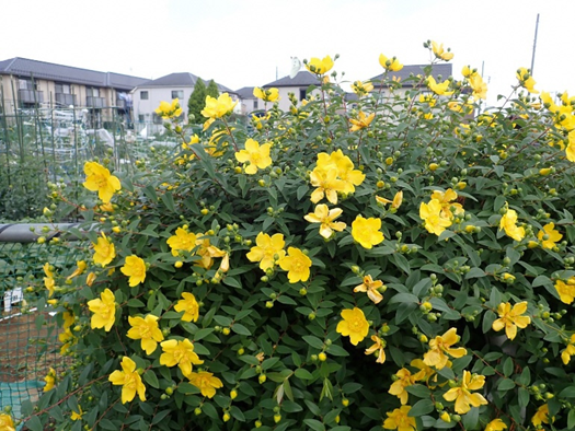 ビョウヤナギとキンシバイ