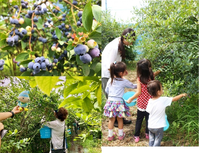 ブルーベリー摘み取り様子写真