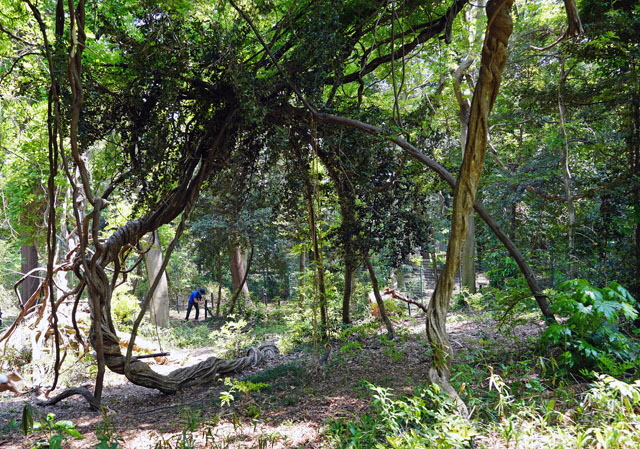 写真(たての緑道）