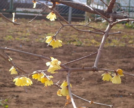 本村小学校のソシンロウバイ