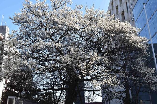 画像　市役所屋外ひろばの梅の花　その1