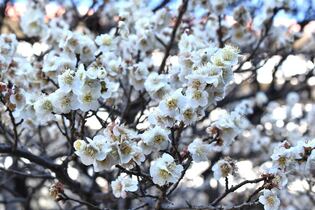 画像　市役所屋外ひろばの梅の花　その2