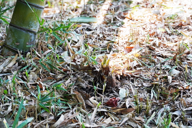 たけのこの画像