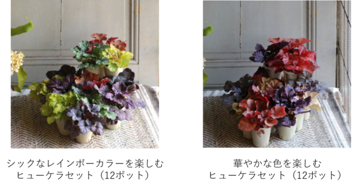 ヒューケラの画像