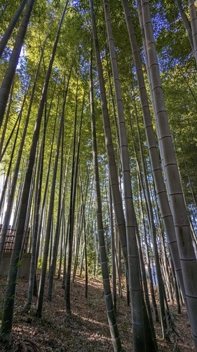 2-1 S 「心が癒える竹林」