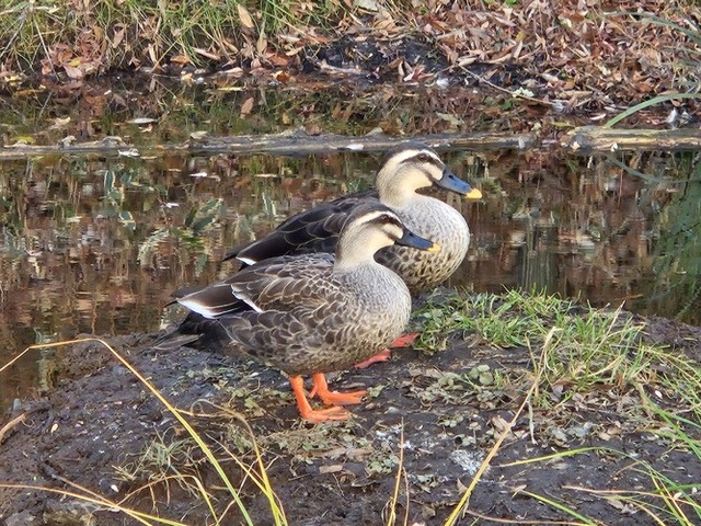 2-1 M 「兄弟？」