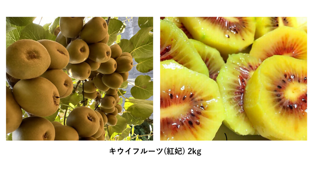 キウイフルーツ(紅妃)2kg