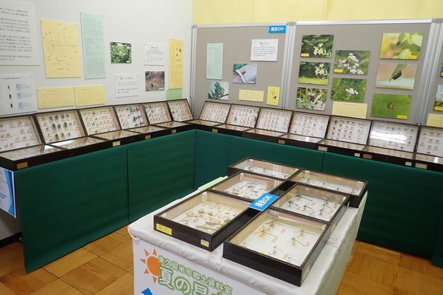 画像　昆虫展の様子