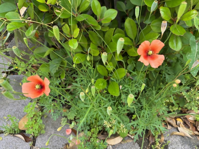 ナガミヒナゲシ