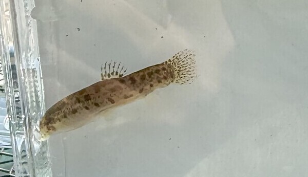 画像　ホトケドジョウ