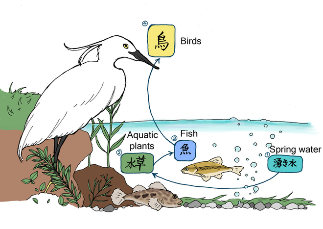画像　生き物のつながりのイメージ