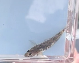 画像　ムサシノジュズカケハゼ