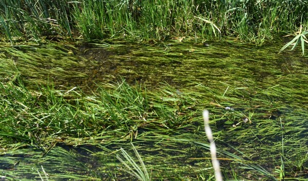 画像　ナガエミクリ