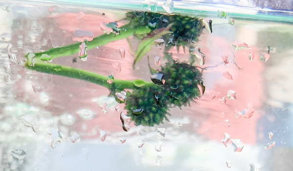 画像　ナガエミクリの実