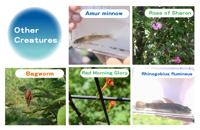 画像　そのほかの生き物