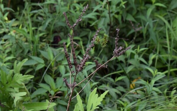 画像　タコノアシ