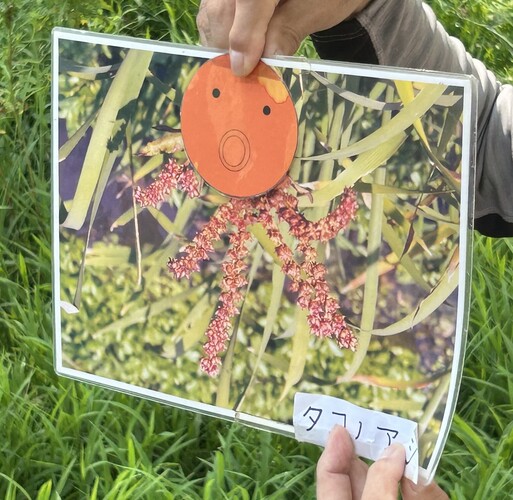 画像　タコノアシの解説